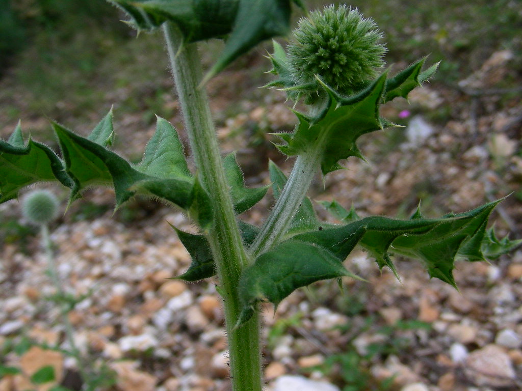 BIG  BANG ... in un fiore Echinops sphaerocephalus